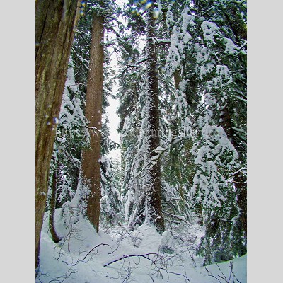 Winter Season Douglas Fir Trees